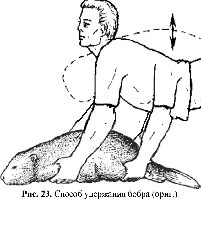 Поза бобра. Рис 23 способ удержания бобра. Способ удержания. Способ удержания бобра. Как удержать бобра.