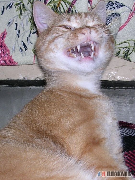 Коты, кошки, котята
