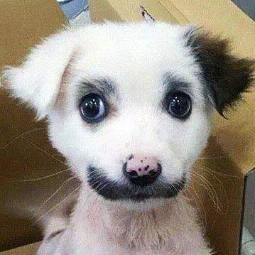 Донецка Народная Республика это: