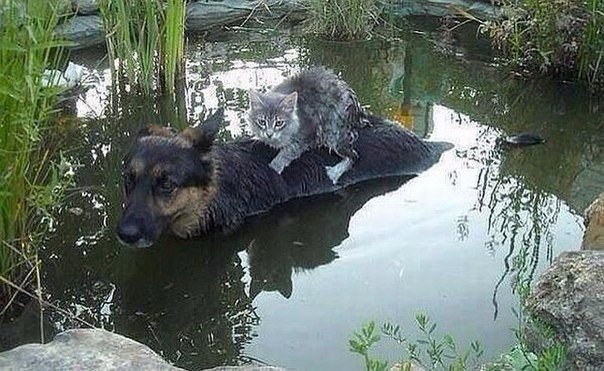 Мохнатые беспредельщики