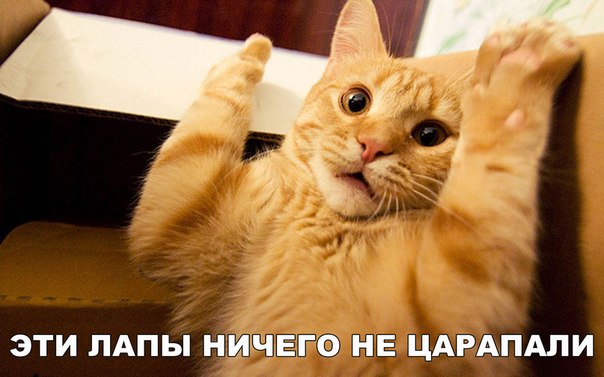 Мохнатые беспредельщики