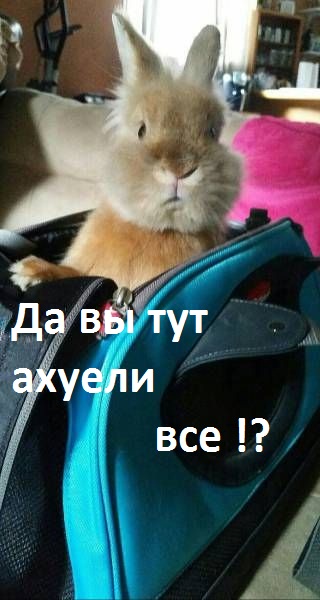 Порция картинок