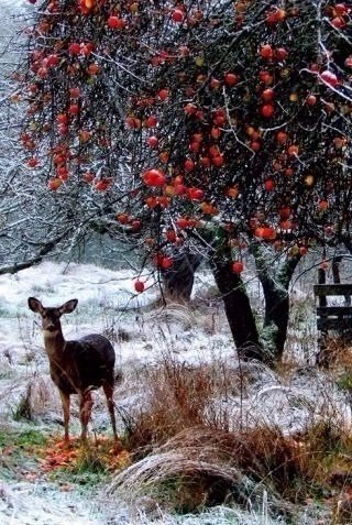 Самые смешные животные