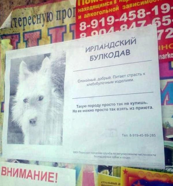 Картинки из интернетов