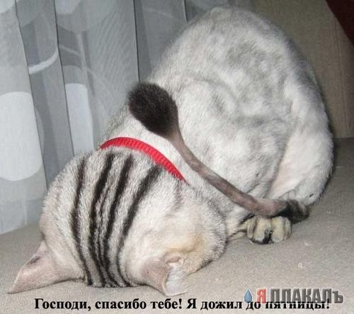 С ПЯТНИЦЕЙ!