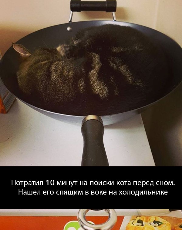 20 шикарных фотографий, в которых вся суть котов