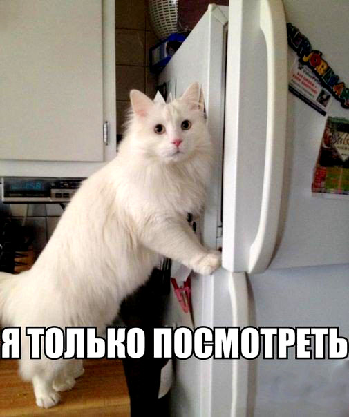 Когда повезло с котом.