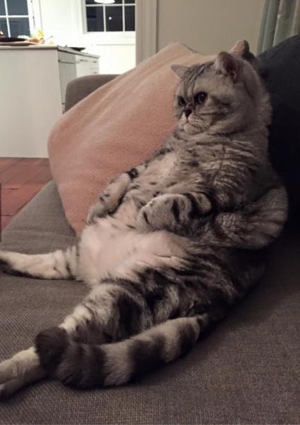 Коты и Кошки