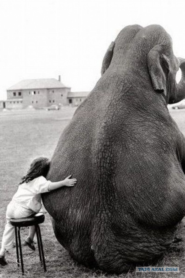 Мама-слониха в ярости отгоняет бегемотов от слоненка: видео