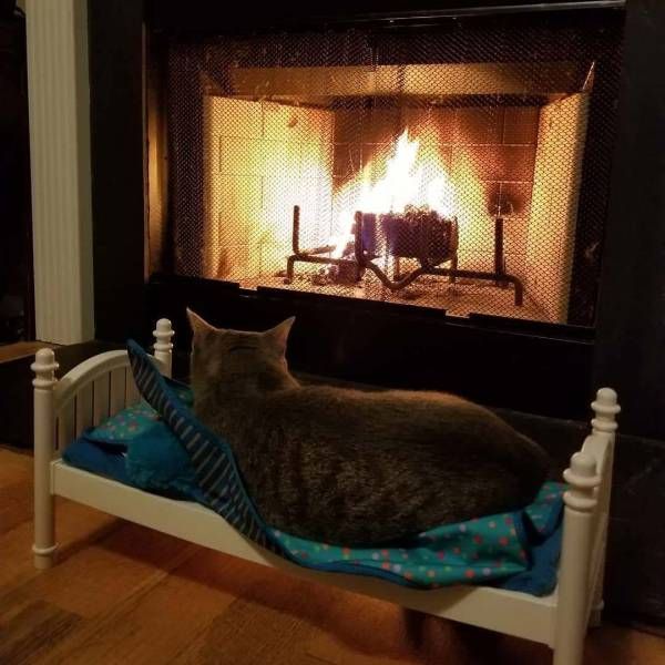 Прикольных котов пост