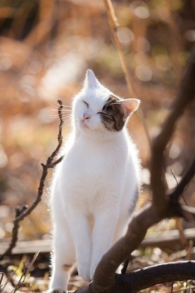 Кот без прикрас
