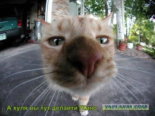 Котовторник на ЯПлакалъ (03.06), котята (31 шт)