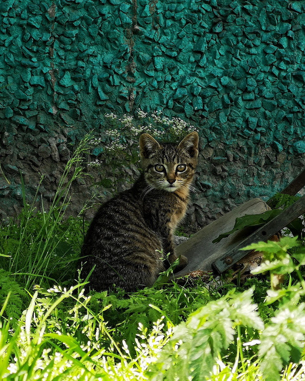 Котовторник  10.07.2018