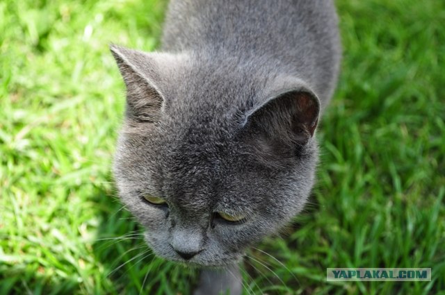 Котовторник!