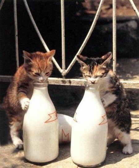 Котовторник стартует