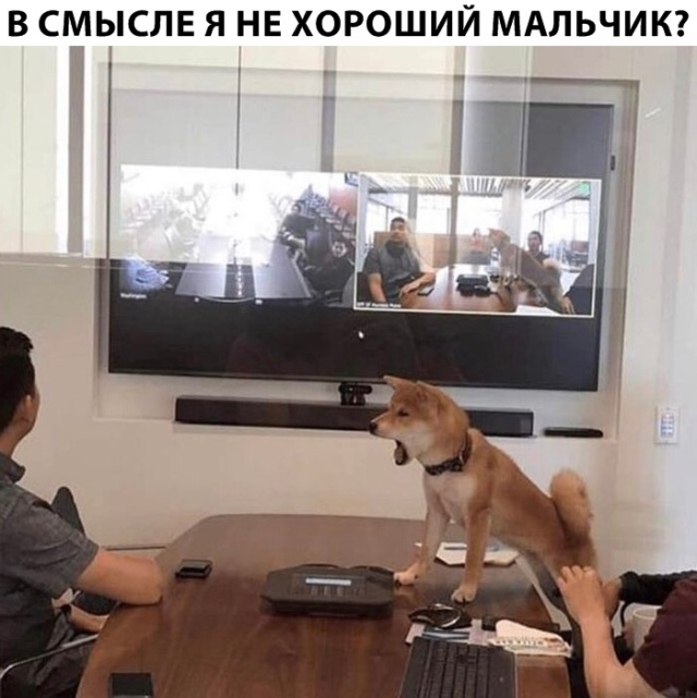Милые животные. Мимиметр сломался