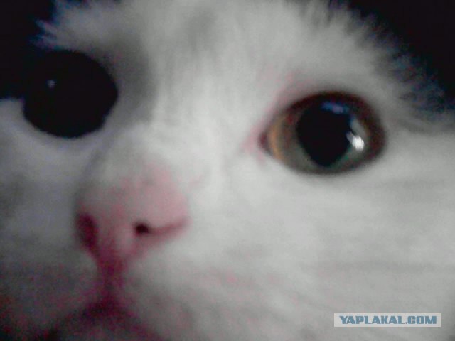С котовторником !