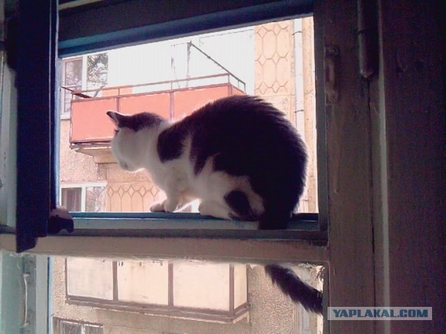 Котовторник! 11.10.11