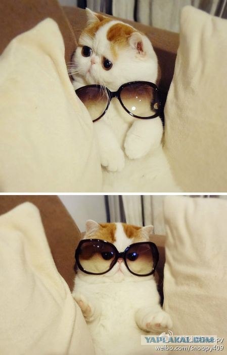 Котовторник 24.04.2012