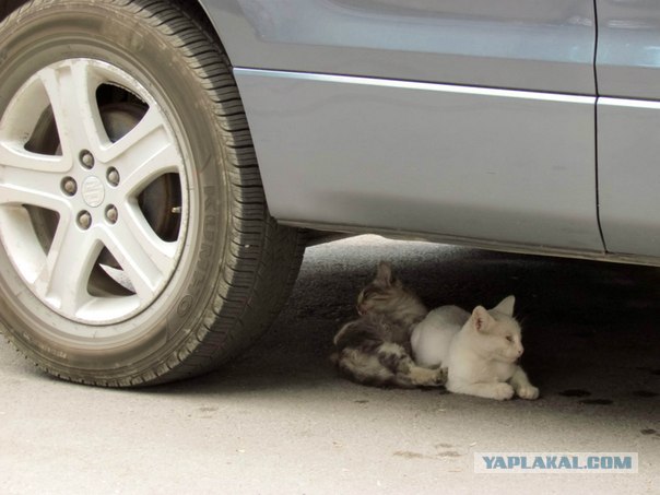 Котонянька и котовторник