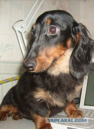 Собака — Улыбака :)