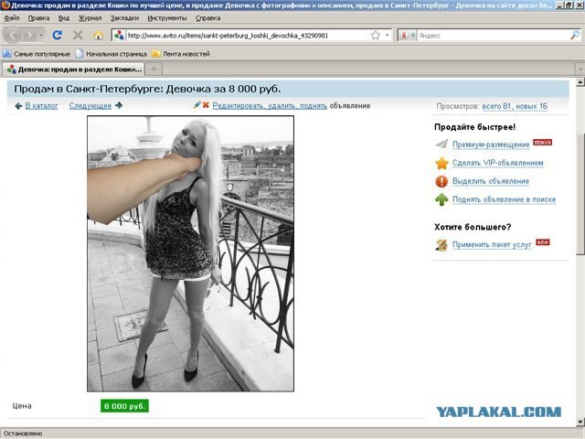 Продаётся кошка