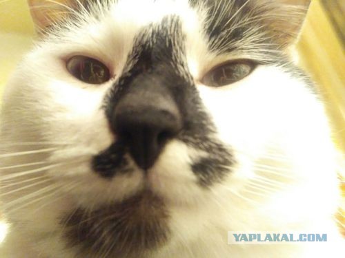 Отданные даром. К котовторнику