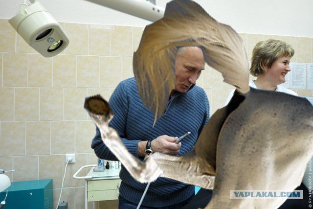 Фотожаба: Стоматолог Путин