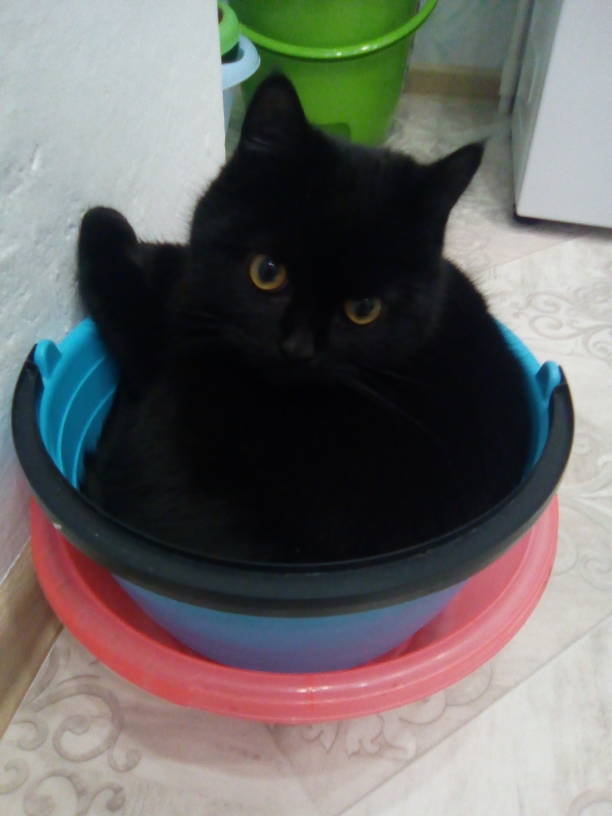 Последний котовторник 2020 года