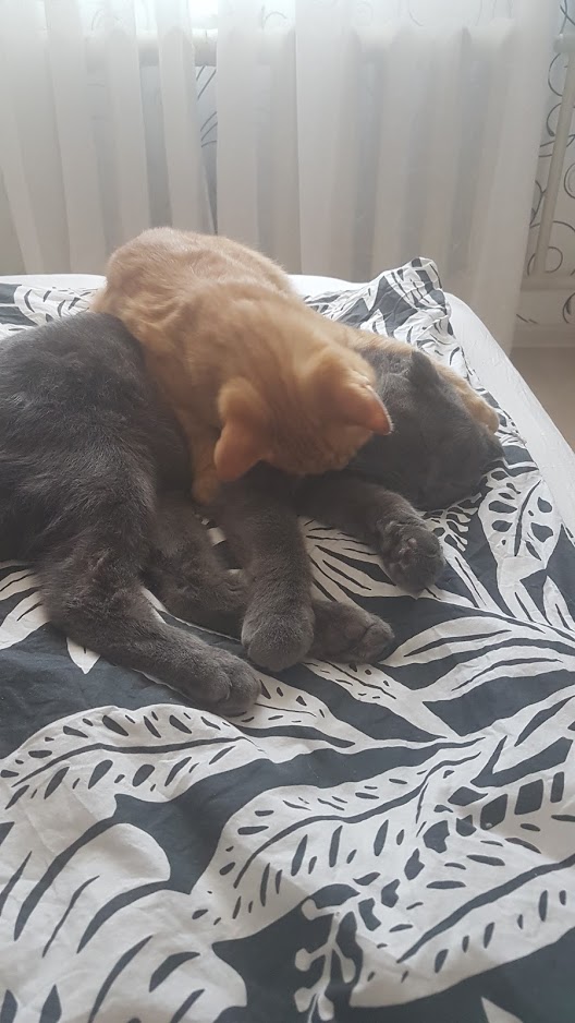 Котовторник. Добавляйте своих