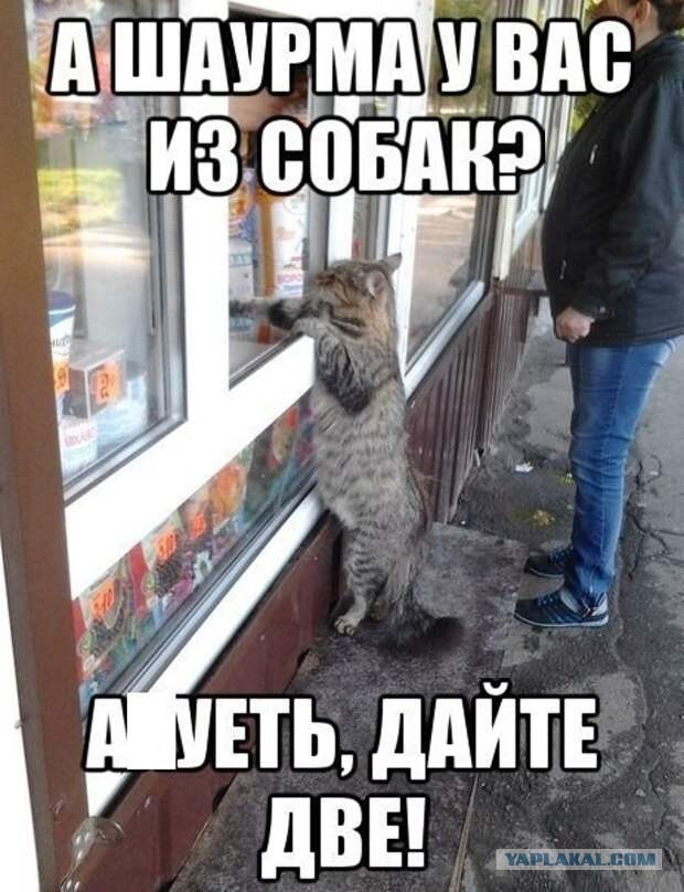 Весёлый полтишок 17.03