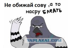 Не обижай сову