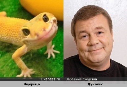 3 вида «домашних пауков», которые реально полезны в доме. Защищают от насекомых и не несут вреда людям