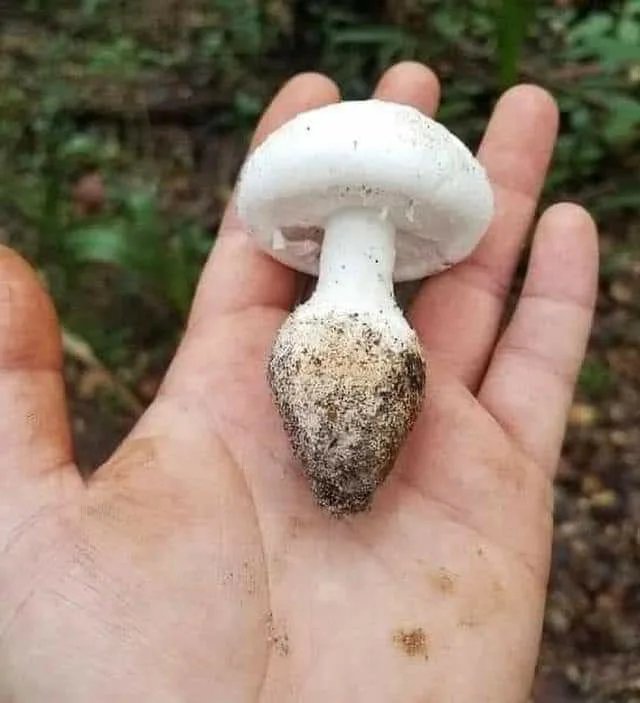 Весёлый полтишок 26.09