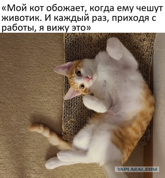 Картинки и мемы для настроения 23.11.2021