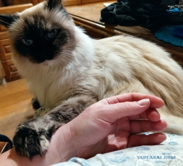 Тот самый отец, который "никаких животных в моём доме!"