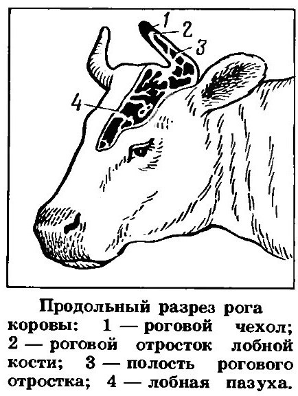 Ремонт коровы