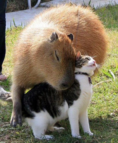 10 фотографий кошек и собак, которые не могут друг без друга