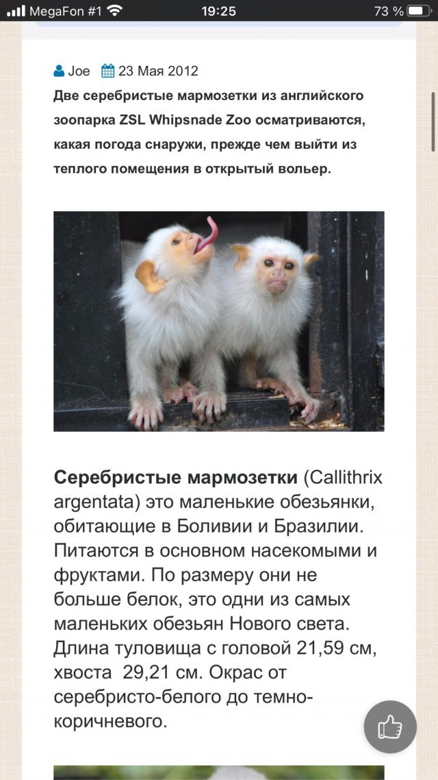 Что за дивный зверёк, не подскажете?