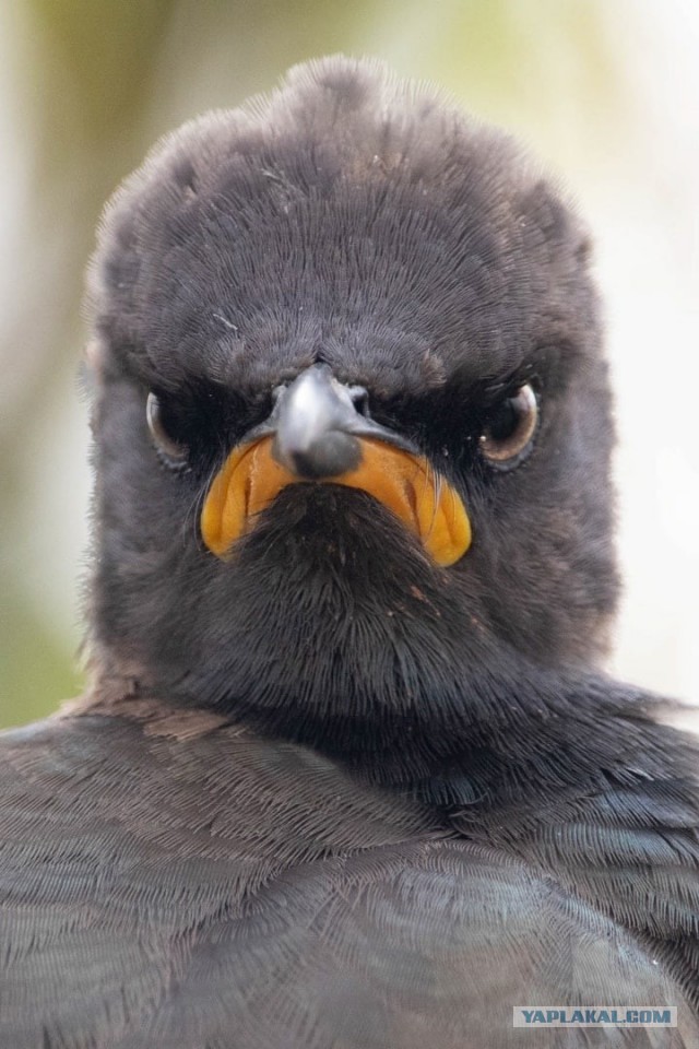 Финалисты ежегодного конкурса забавных фотографий с животными Comedy Wildlife Photography Awards