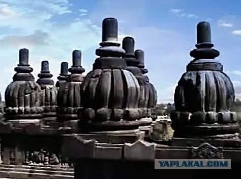 Они живут только 40 лет