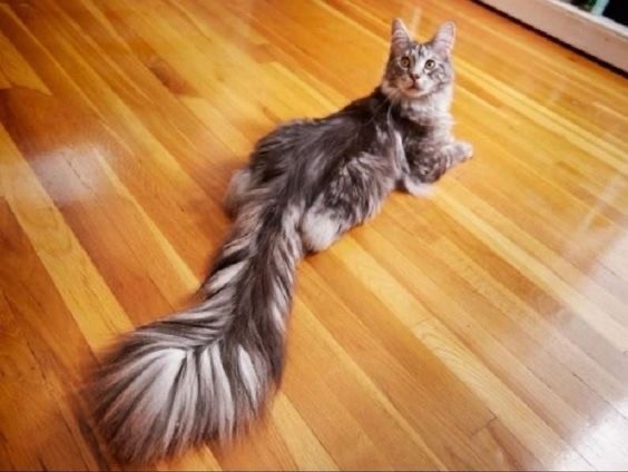 Ну просто очень шикарные котики
