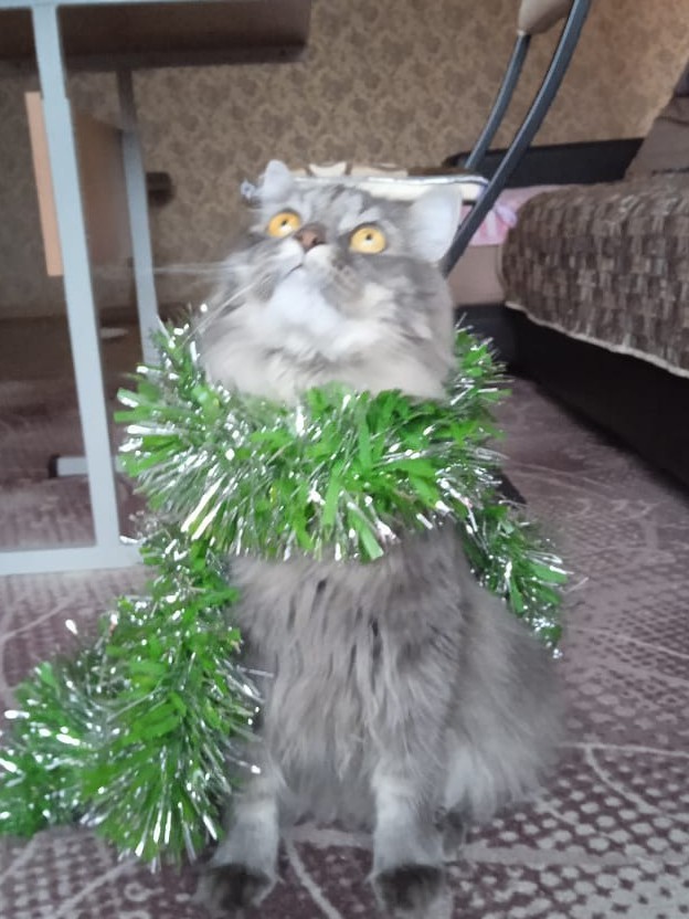 С котовторником ЯПовцы