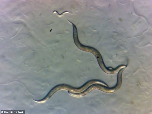 У чернобыльских червей-нематод обнаружили сверхспособность