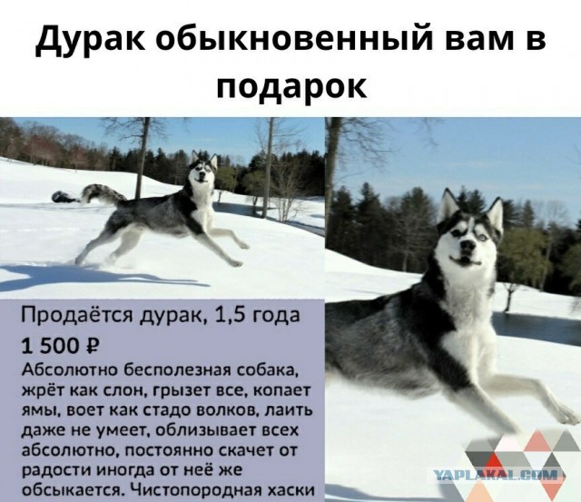 Заведи хаски, говорили они