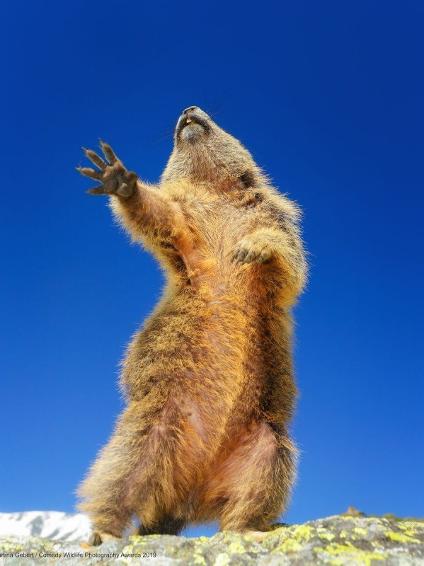 Самые смешные снимки животных в дикой природе за всю историю фотоконкурса Comedy Wildlife Photography Awards