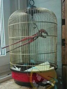 Сова прилетела