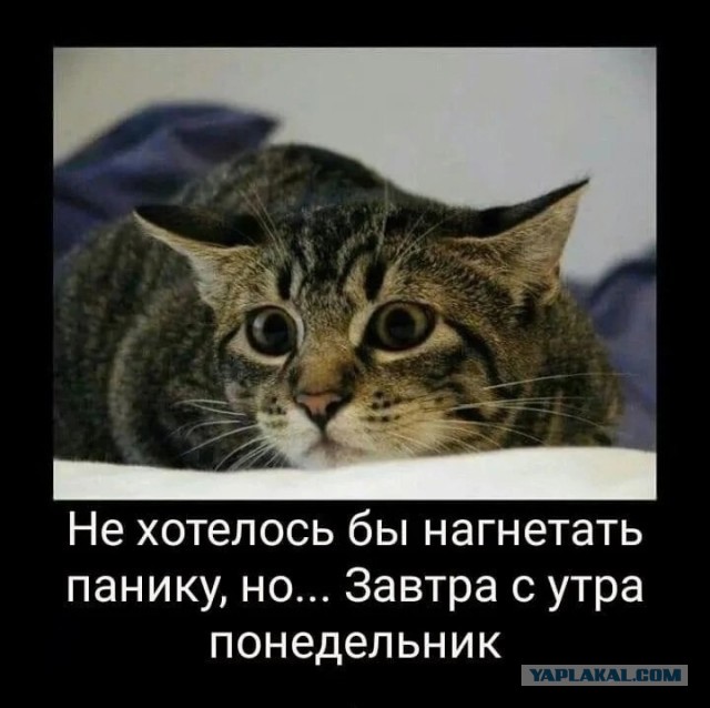 Так себе картинки 30.03.25