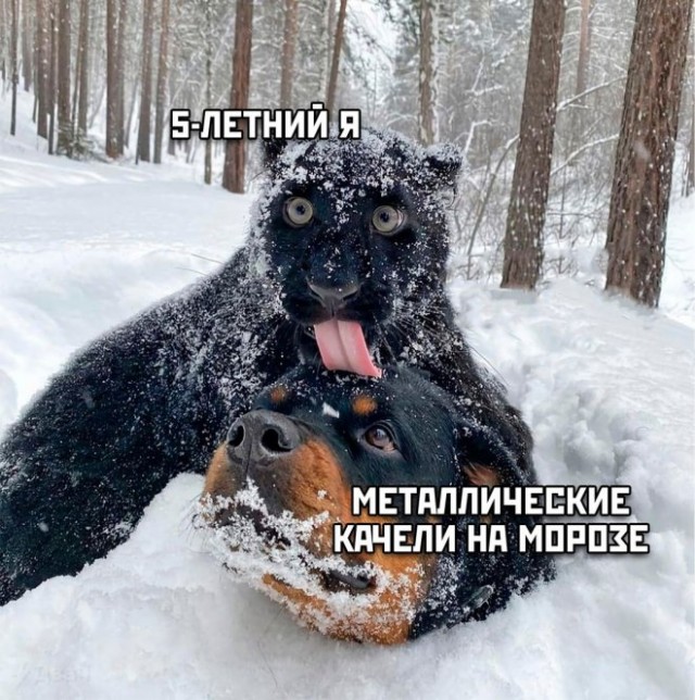 К котовторнику: подборка картинок-баянов с котиками и про котиков. Выпуск 18.