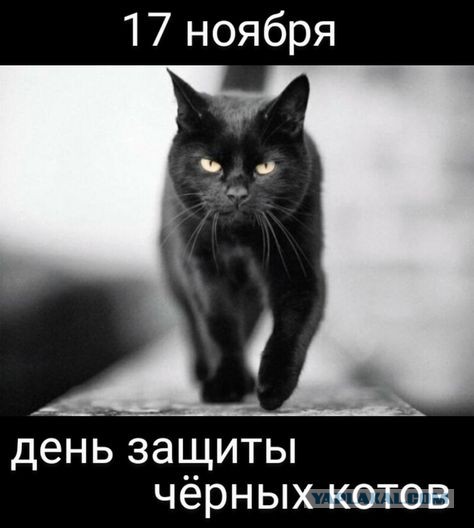 История про поиски сбежавшего кота в элитном посёлке